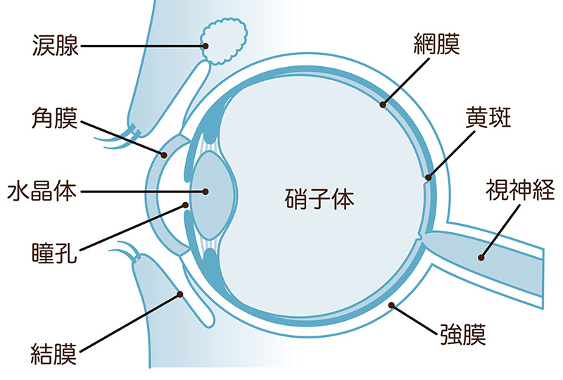 眼の構造