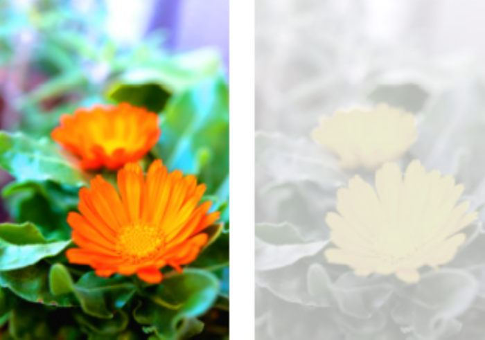 白内障になると見え方はどう変わる？　進行度別のシミュレーションや治療による効果を解説